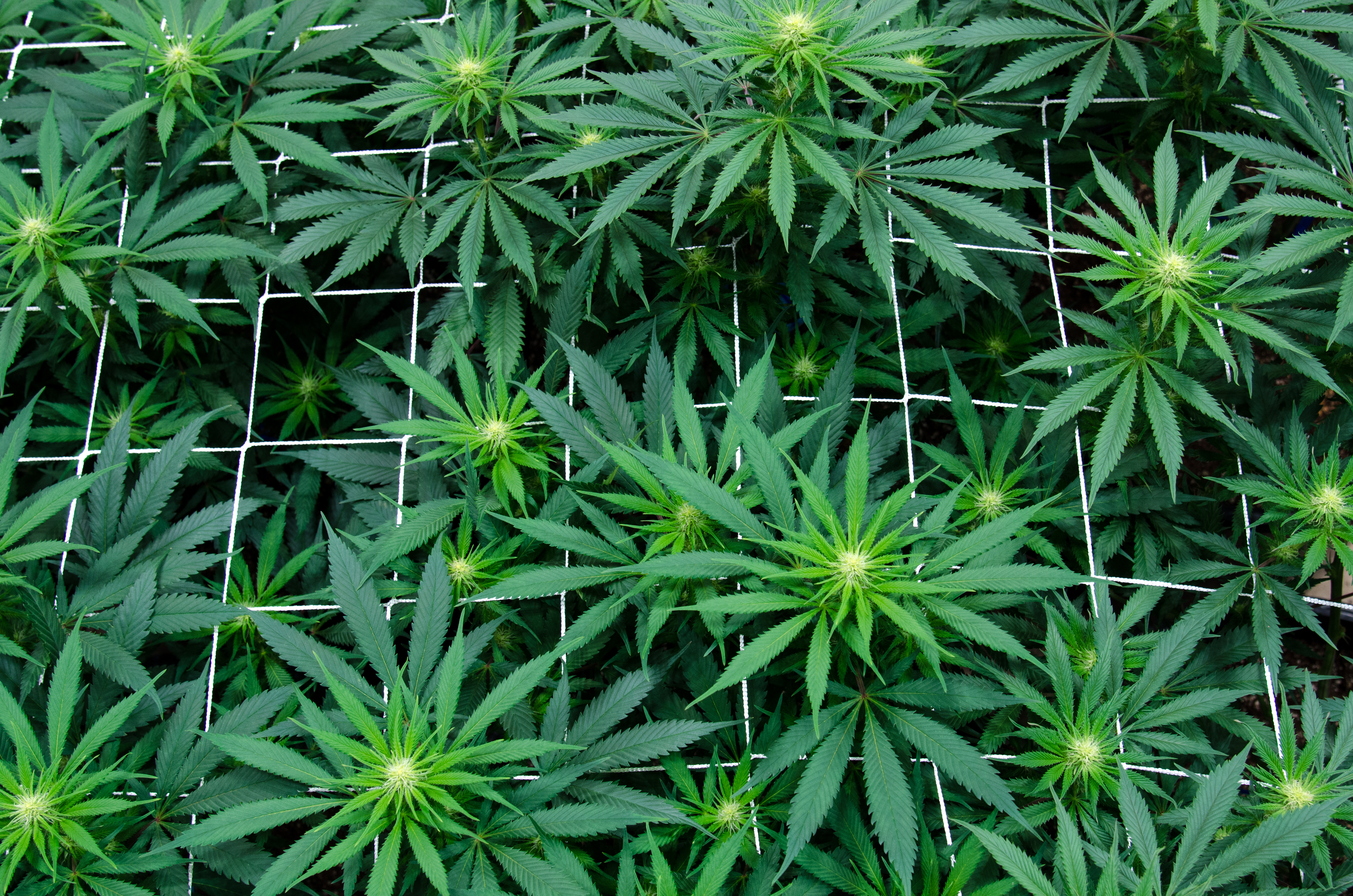 Greenery Grown hand-crafted cannabis