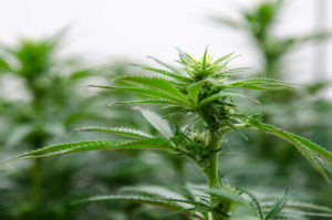 Cannabis, Weed, Marijuana, The Greenery, Durango, Colorado, Terpenes